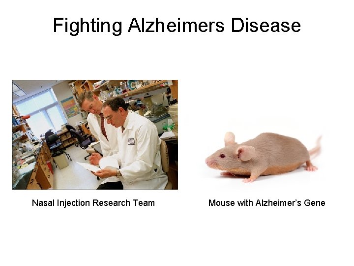 Fighting Alzheimers Disease Nasal Injection Research Team Mouse with Alzheimer’s Gene 