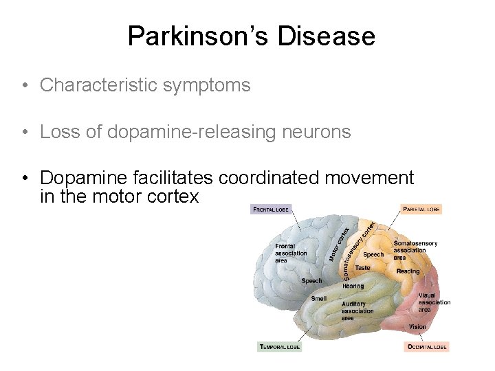 Parkinson’s Disease • Characteristic symptoms • Loss of dopamine-releasing neurons • Dopamine facilitates coordinated