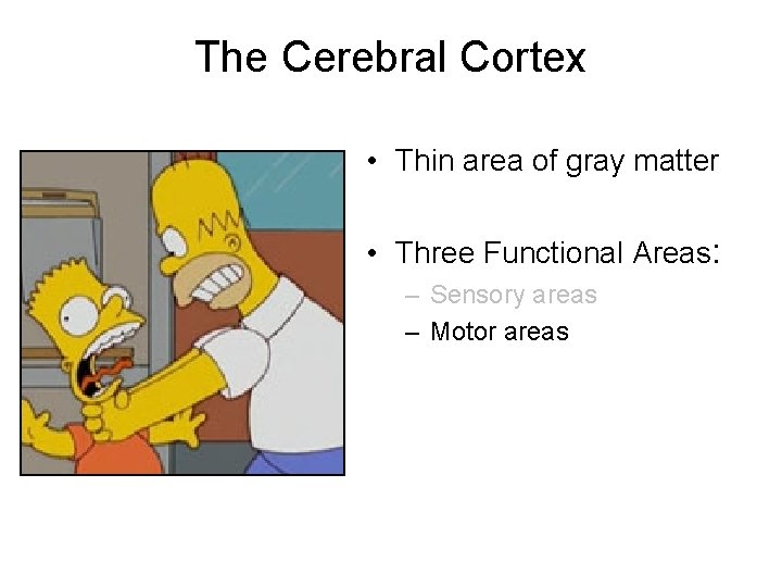 The Cerebral Cortex • Thin area of gray matter • Three Functional Areas: –