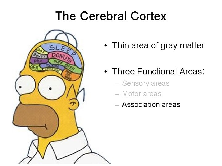 The Cerebral Cortex • Thin area of gray matter • Three Functional Areas: –