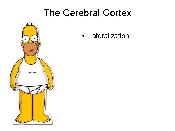 The Cerebral Cortex • Lateralization The Cerebral Cortex • Lateralization
