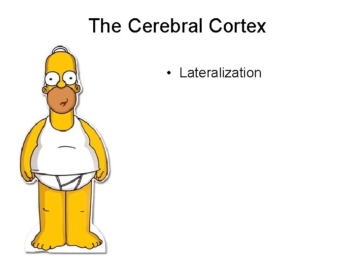 The Cerebral Cortex • Lateralization 