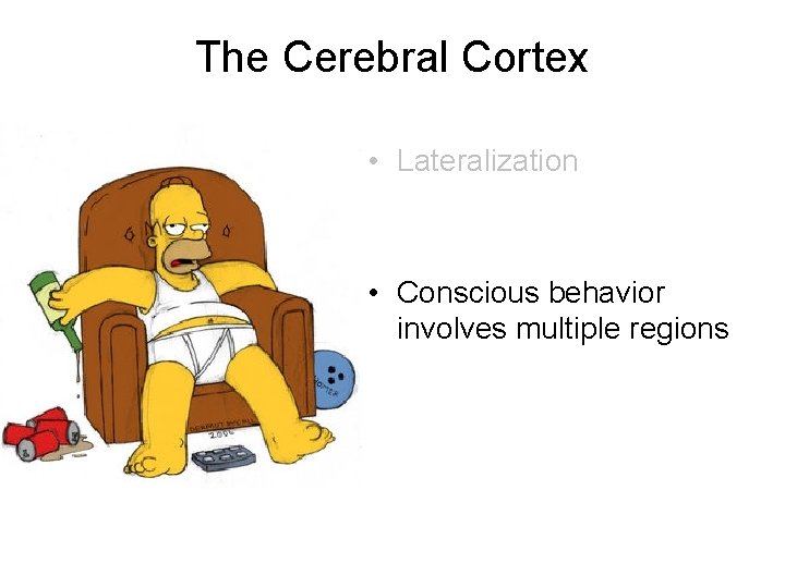 The Cerebral Cortex • Lateralization • Conscious behavior involves multiple regions 