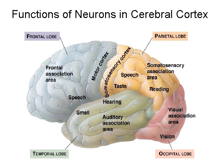 Functions of Neurons in Cerebral Cortex 