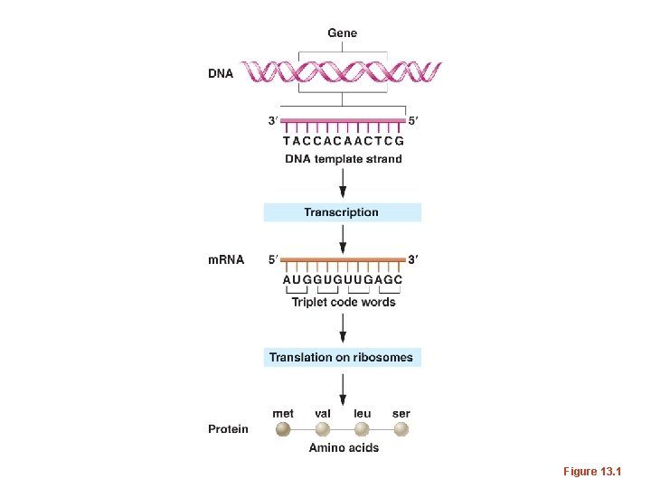 Figure 13. 1 