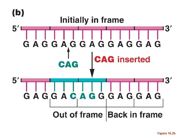 Figure 14. 2 b 