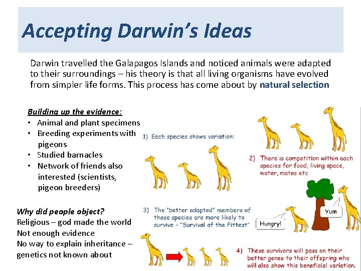 Accepting Darwin’s Ideas Darwin travelled the Galapagos Islands and noticed animals were adapted to