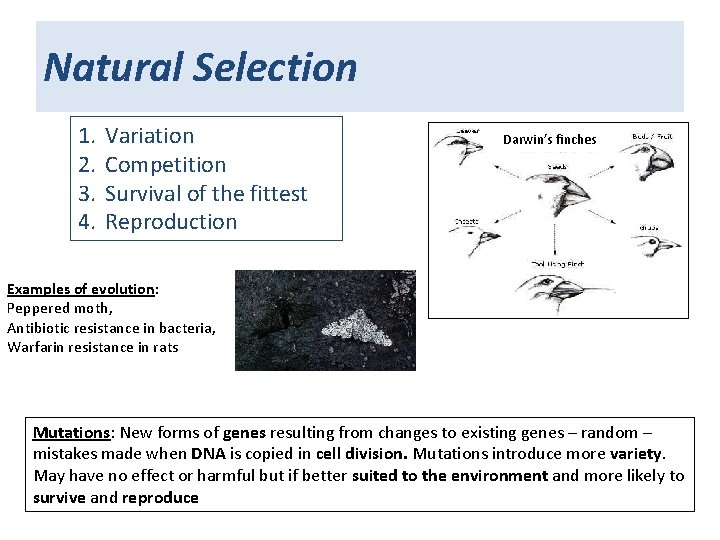 Natural Selection 1. 2. 3. 4. Variation Competition Survival of the fittest Reproduction Darwin’s