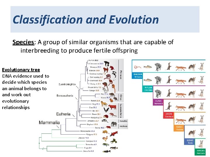 Classification and Evolution Species: A group of similar organisms that are capable of interbreeding