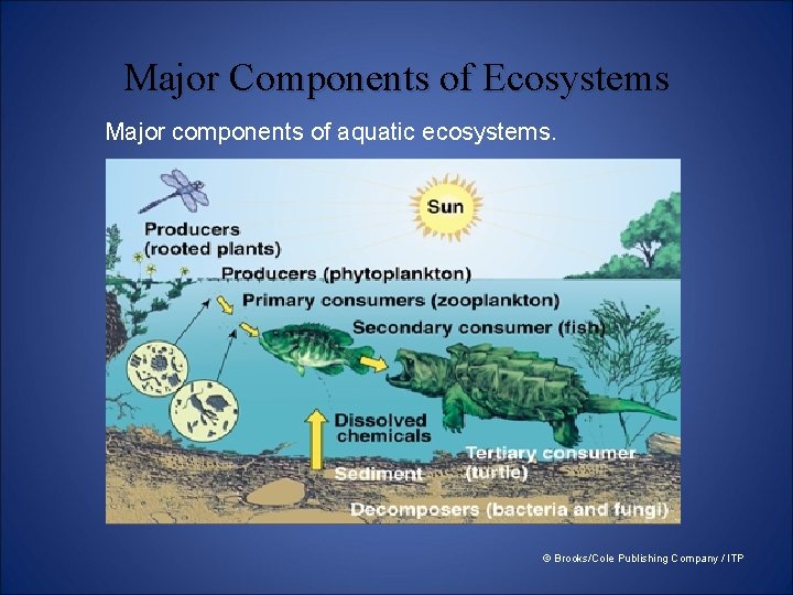 Major Components of Ecosystems Major components of aquatic ecosystems. © Brooks/Cole Publishing Company /