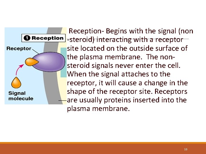 Reception- Begins with the signal (non -steroid) interacting with a receptor site located on