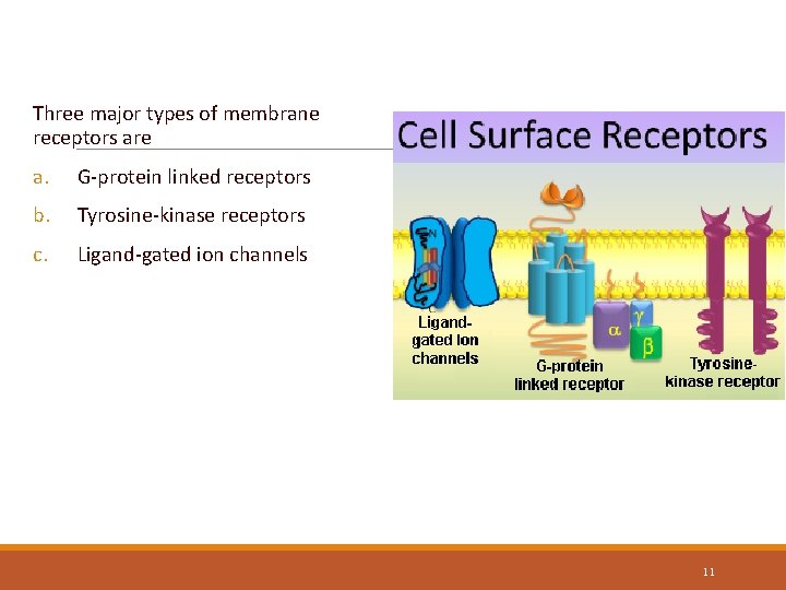 Types of Membrane Receptors Three major types of membrane receptors are a. G-protein linked