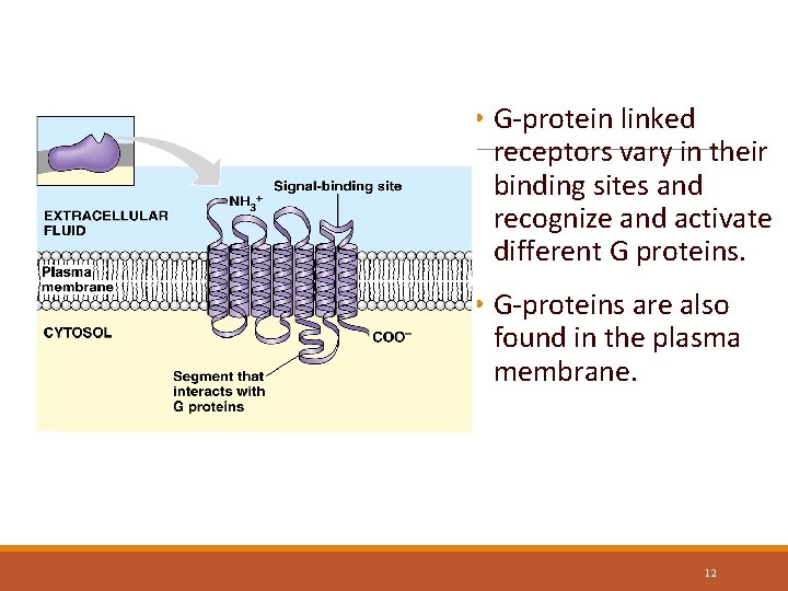 G protein-linked Receptors • G-protein linked receptors vary in their binding sites and recognize