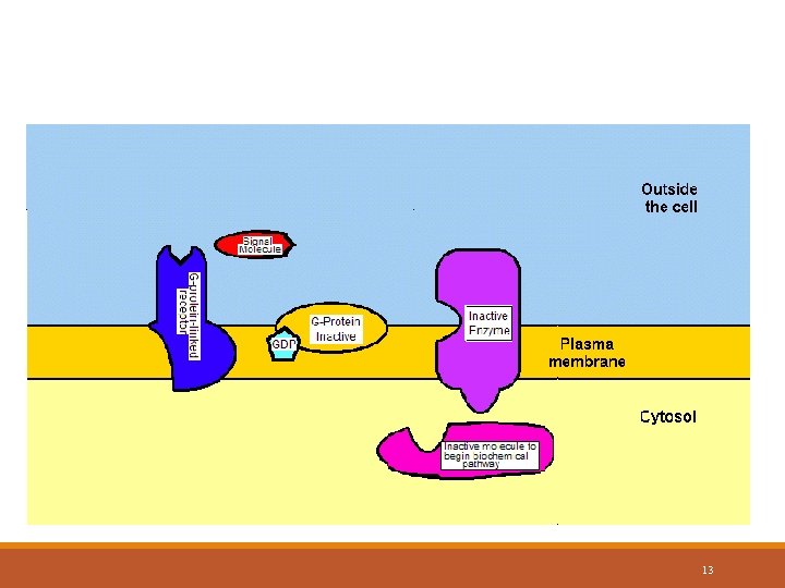 G protein-linked Receptors 13 