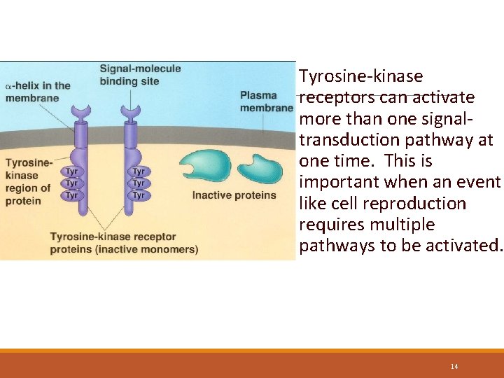 Tyrosine-kinase Receptor Tyrosine-kinase receptors can activate more than one signaltransduction pathway at one time.