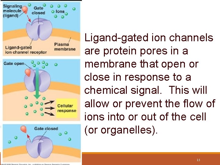 Ligand-gated Channels Ligand-gated ion channels are protein pores in a membrane that open or