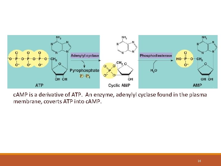 Cyclic AMP c. AMP is a derivative of ATP. An enzyme, adenylyl cyclase found