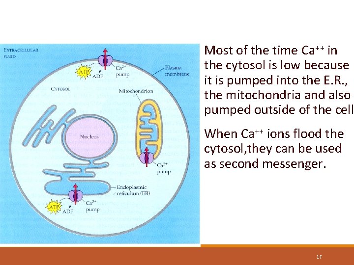 Calcium Ions Removed from the Cytosol Most of the time Ca++ in the cytosol