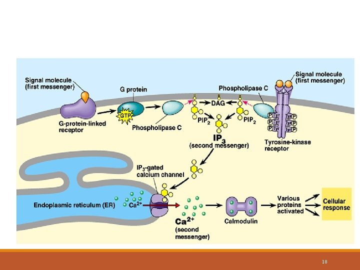Ca++ and IP 3 used as Second Messengers 18 