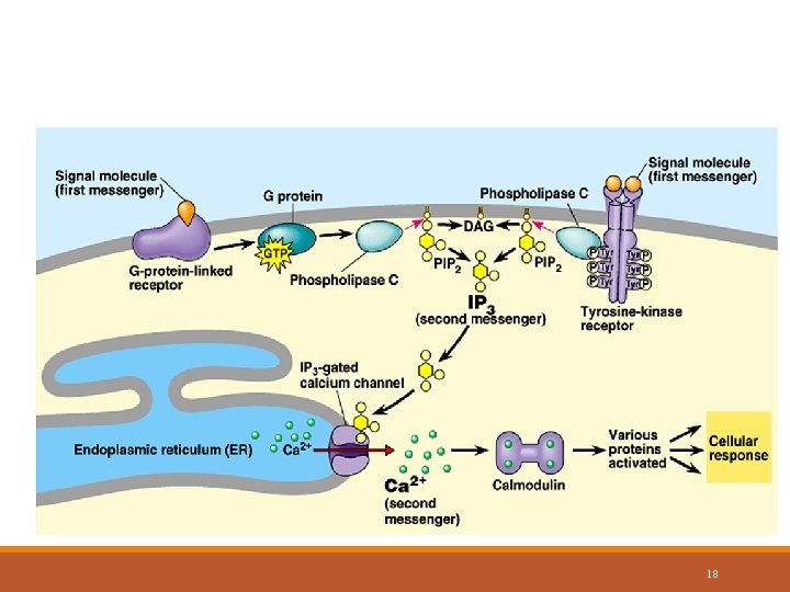 Ca++ and IP 3 used as Second Messengers 18 