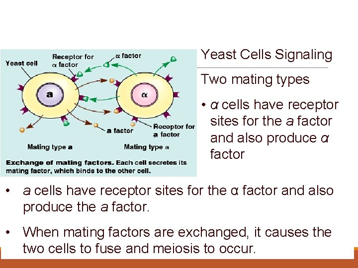 Communication Between Cells Yeast Cells Signaling Two mating types • α cells have receptor