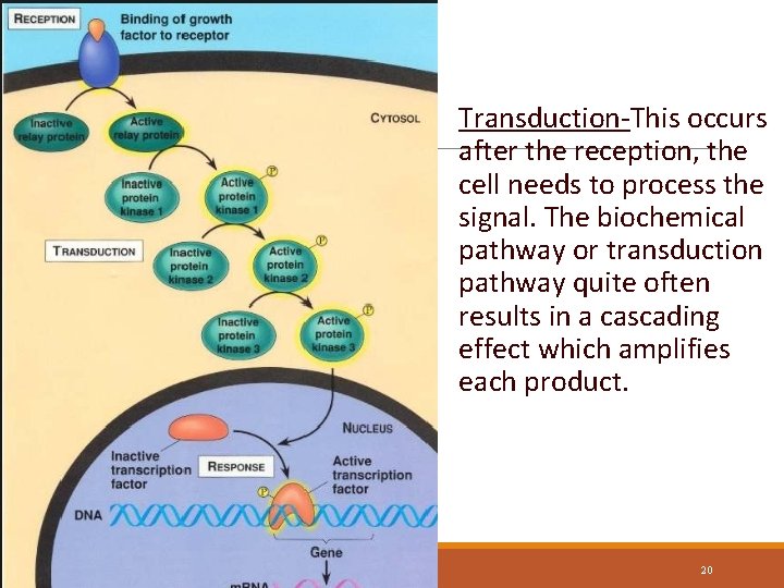 Transduction-This occurs after the reception, the cell needs to process the signal. The biochemical