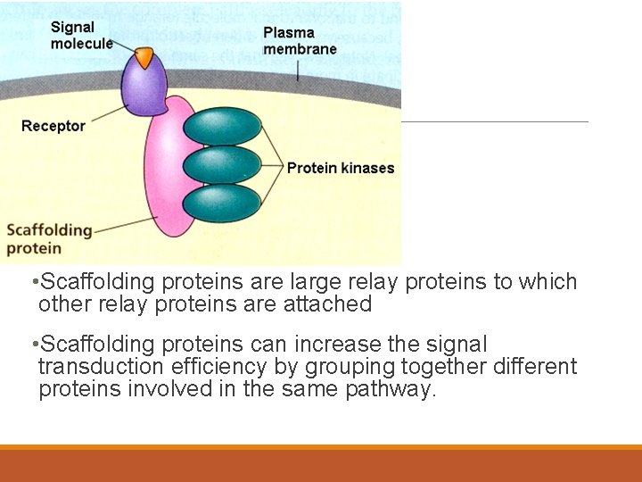 Role of Scaffolding Proteins • Scaffolding proteins are large relay proteins to which other