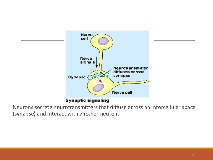 Neurons Communication Neurons secrete neurotransmitters that diffuse across an intercellular space (synapse) and interact