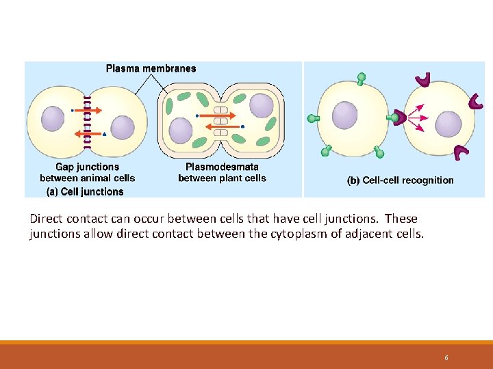 Communication through Direct Contact Direct contact can occur between cells that have cell junctions.