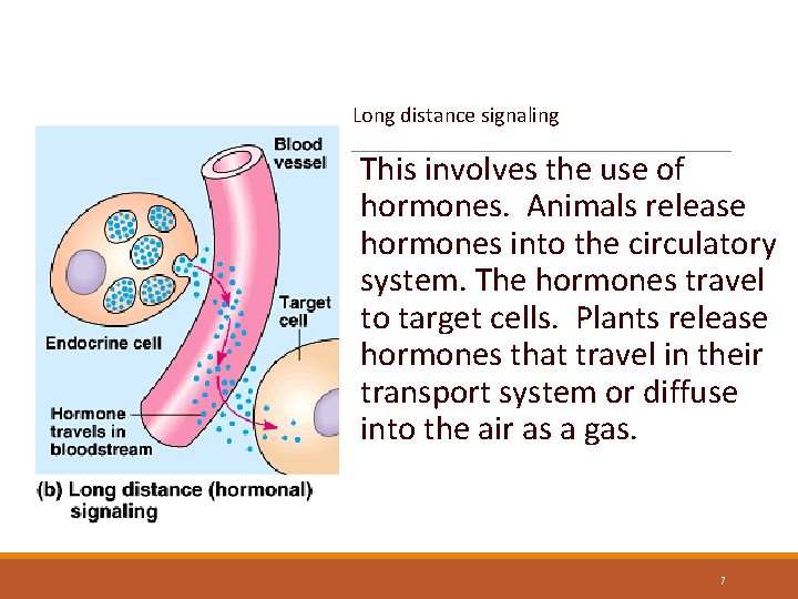 Long Distance Signaling Long distance signaling This involves the use of hormones. Animals release