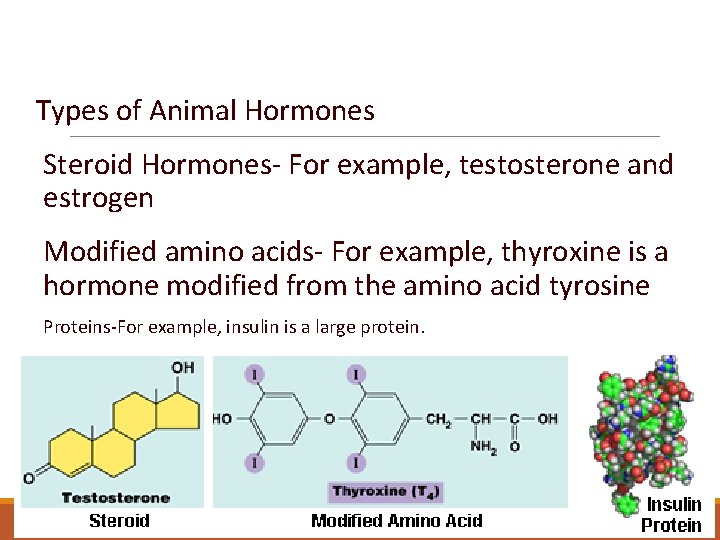 Types of Hormones Types of Animal Hormones Steroid Hormones- For example, testosterone and estrogen