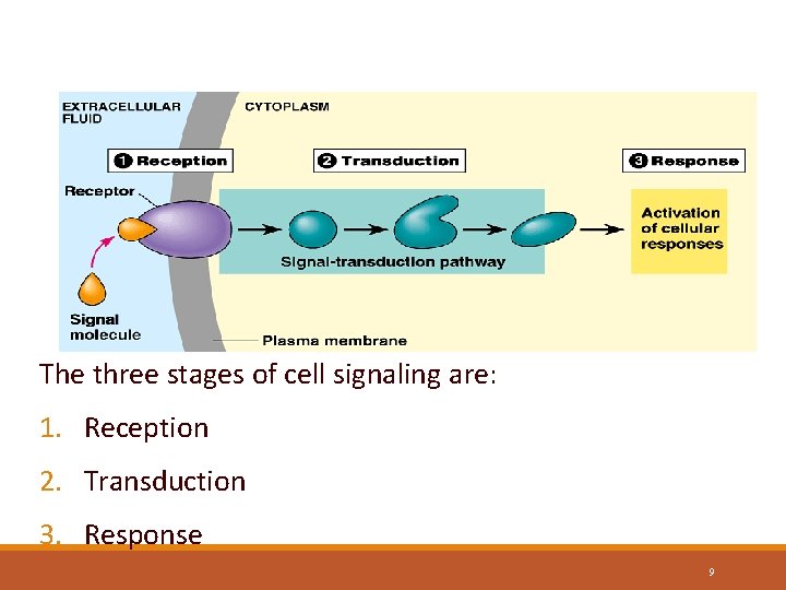 Stages of Cell Signaling The three stages of cell signaling are: 1. Reception 2.