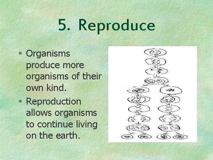 5. Reproduce § Organisms produce more organisms of their own kind. § Reproduction allows