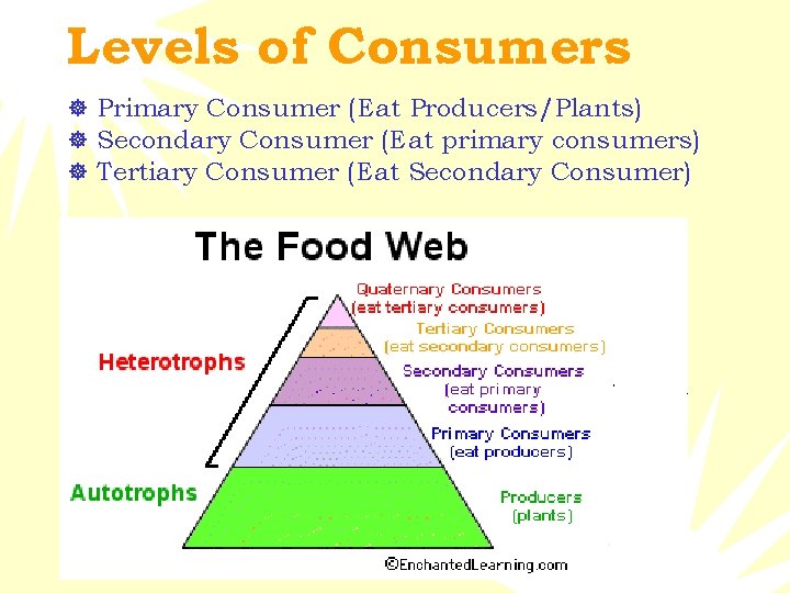 Levels of Consumers ] Primary Consumer (Eat Producers/Plants) ] Secondary Consumer (Eat primary consumers)
