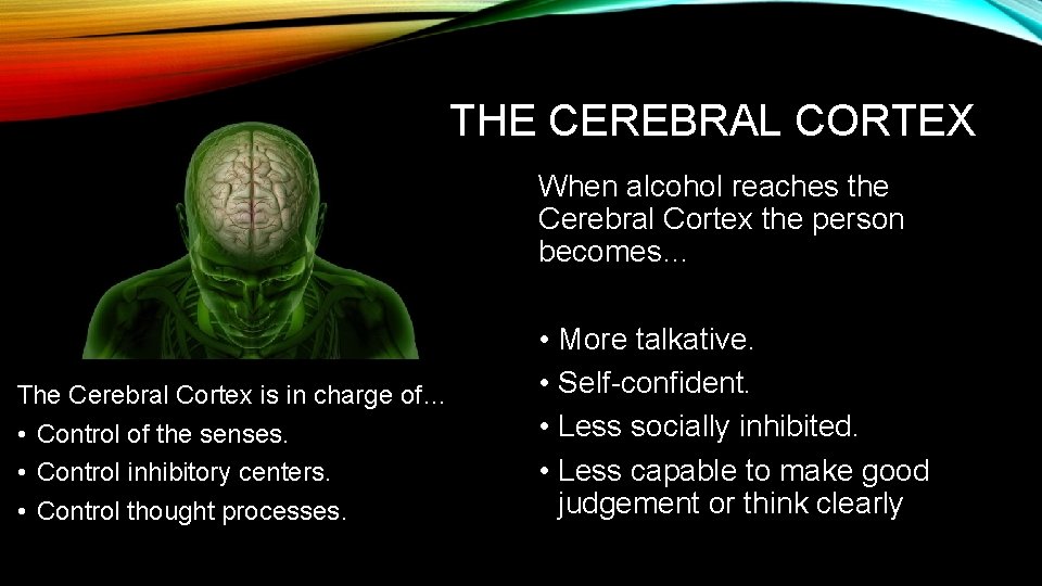 THE CEREBRAL CORTEX When alcohol reaches the Cerebral Cortex the person becomes… The Cerebral