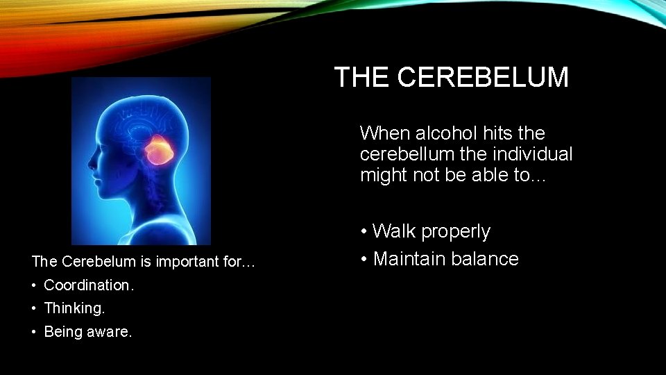 THE CEREBELUM When alcohol hits the cerebellum the individual might not be able to…