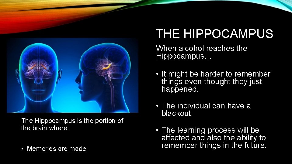 THE HIPPOCAMPUS When alcohol reaches the Hippocampus… • It might be harder to remember