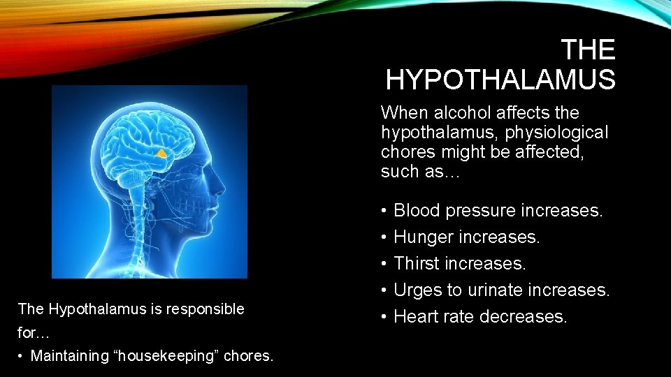 THE HYPOTHALAMUS When alcohol affects the hypothalamus, physiological chores might be affected, such as…