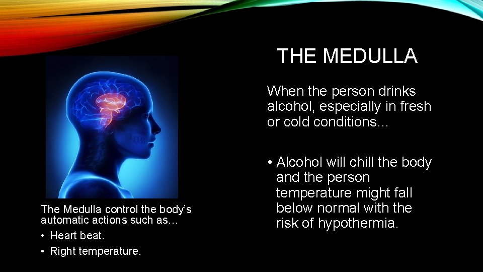 THE MEDULLA When the person drinks alcohol, especially in fresh or cold conditions… The