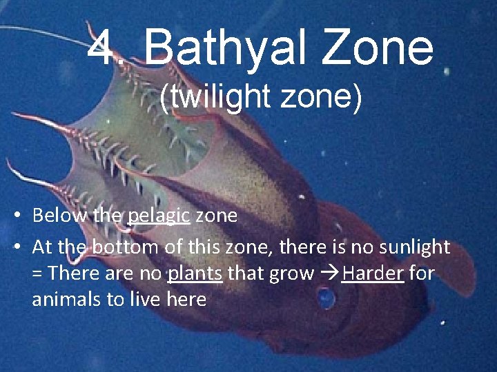 Bathyal Zone 4. 4. Bathyal Zone (twilight zone) • Below the pelagic zone •