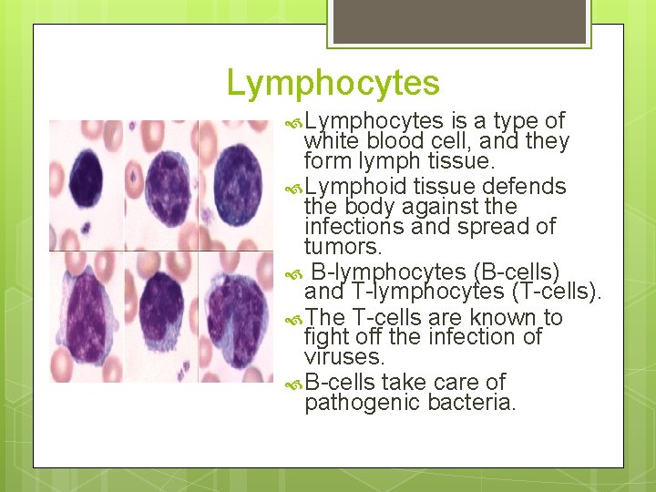 Lymphocytes is a type of white blood cell, and they form lymph tissue. Lymphoid