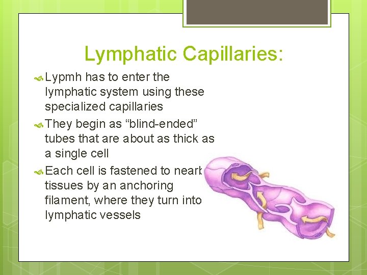 Lymphatic Capillaries: Lypmh has to enter the lymphatic system using these specialized capillaries They