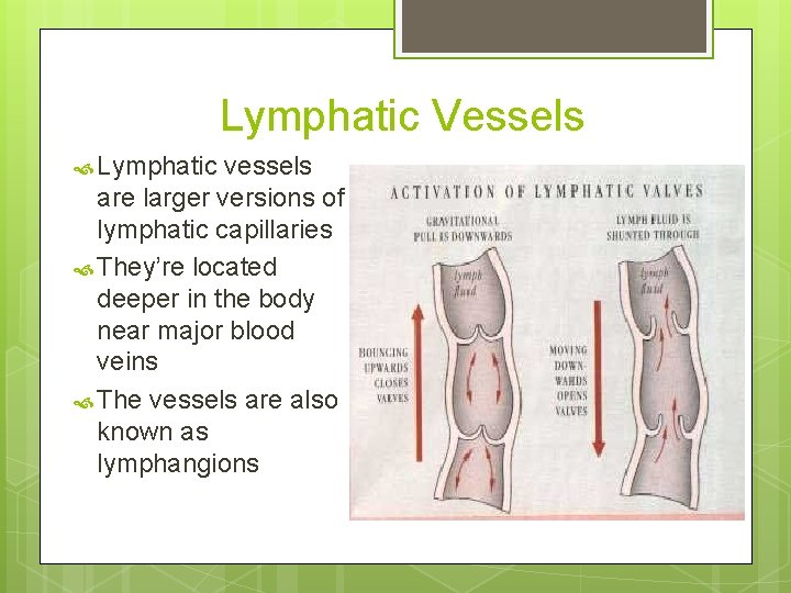 Lymphatic Vessels Lymphatic vessels are larger versions of lymphatic capillaries They’re located deeper in