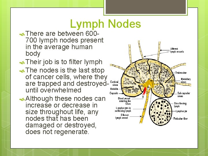  There Lymph Nodes are between 600700 lymph nodes present in the average human