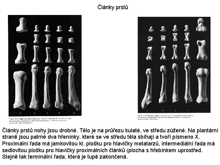 Články prstů nohy jsou drobné. Tělo je na průřezu kulaté, ve středu zúžené. Na