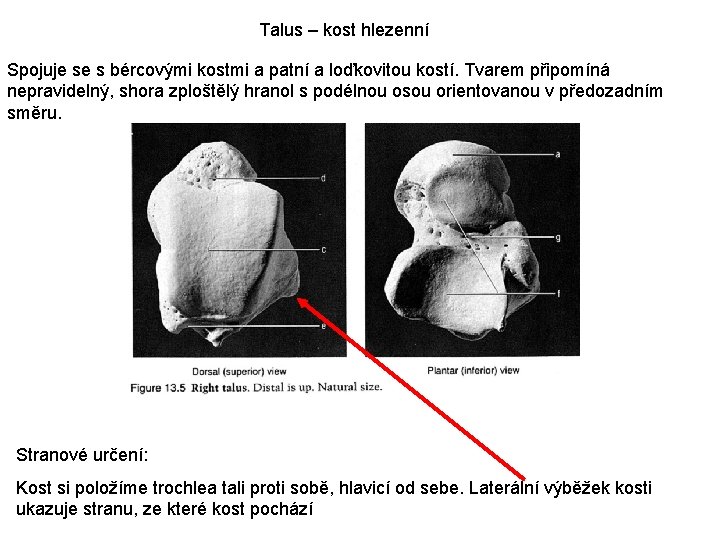 Talus – kost hlezenní Spojuje se s bércovými kostmi a patní a loďkovitou kostí.