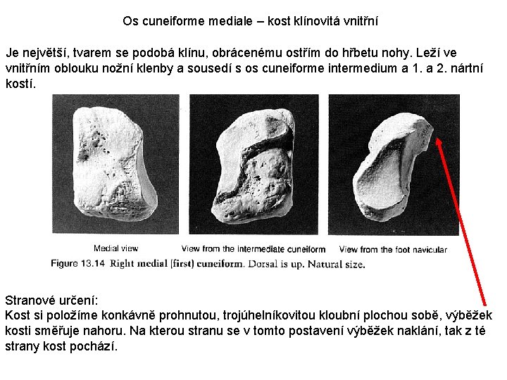 Os cuneiforme mediale – kost klínovitá vnitřní Je největší, tvarem se podobá klínu, obrácenému