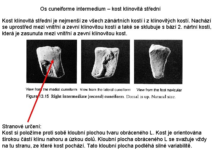 Os cuneiforme intermedium – kost klínovitá střední Kost klínovitá střední je nejmenší ze všech