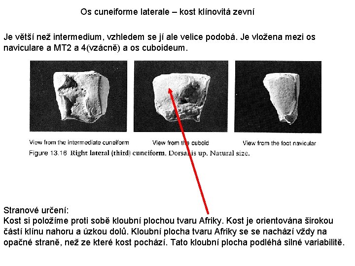 Os cuneiforme laterale – kost klínovitá zevní Je větší než intermedium, vzhledem se jí
