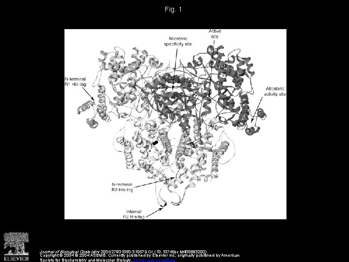 Fig. 1 Journal of Biological Chemistry 2004 27931050 -31057 DOI: (10. 1074/jbc. M 400693200)